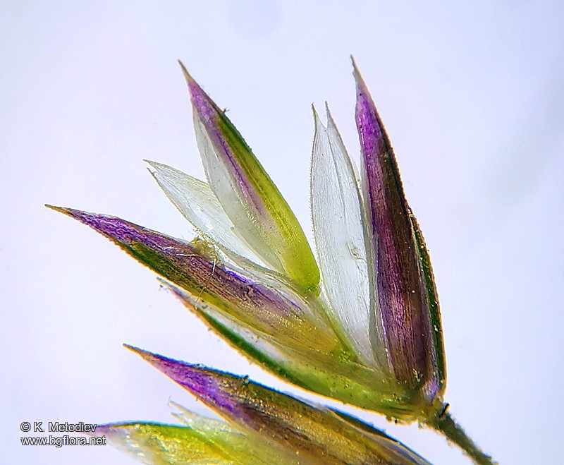 Koeleria splendens