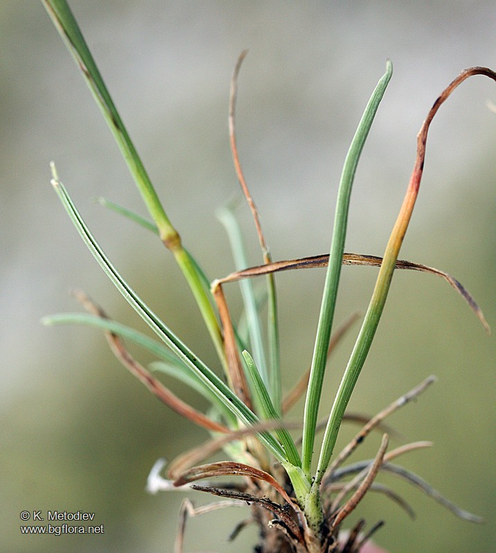 Koeleria splendens