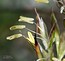 Koeleria splendens