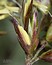 Koeleria splendens