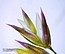 Koeleria splendens