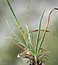 Koeleria splendens