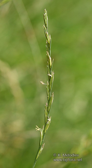 Lolium perenne