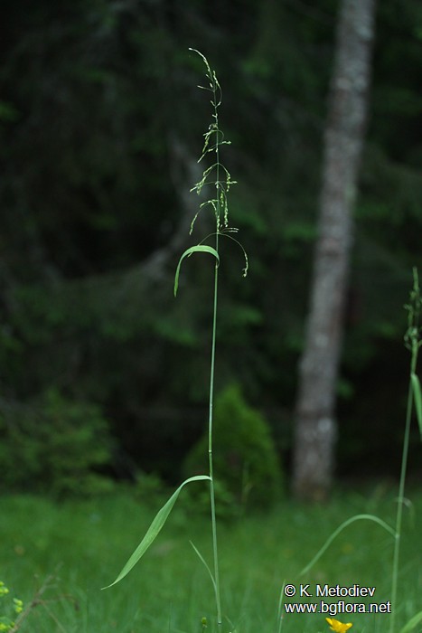 Milium effusum