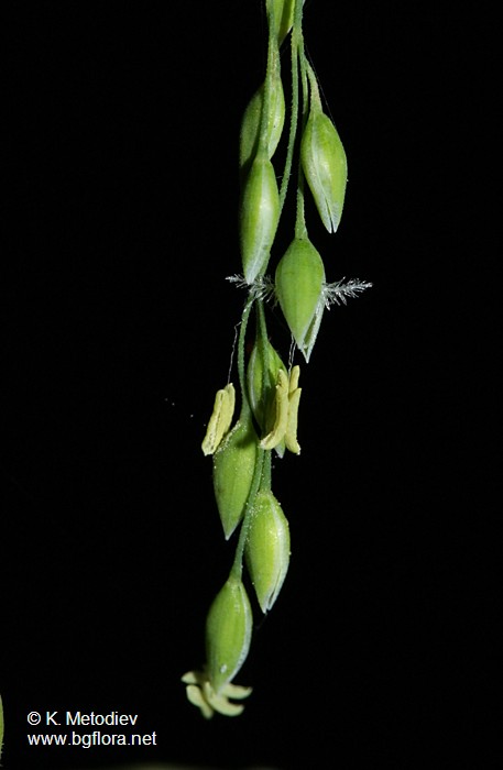 Milium effusum