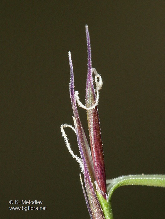 Nardus stricta