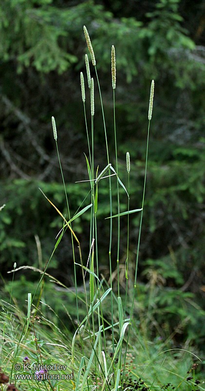 Phleum pratense