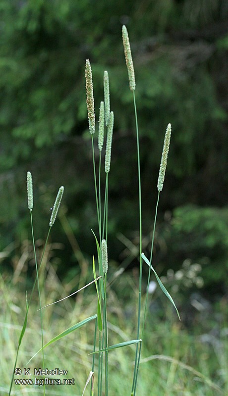 Phleum pratense