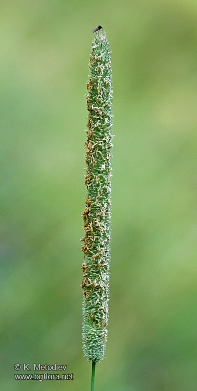 Phleum pratense