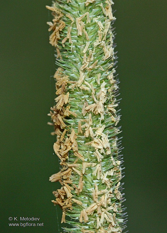 Phleum pratense