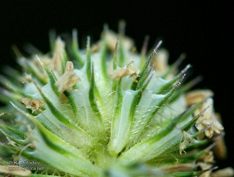 Phleum pratense
