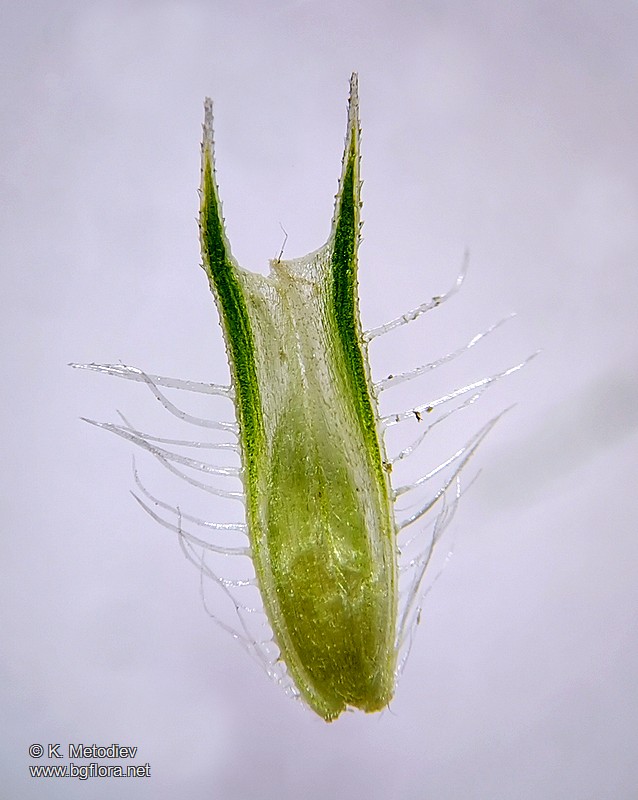 Phleum pratense