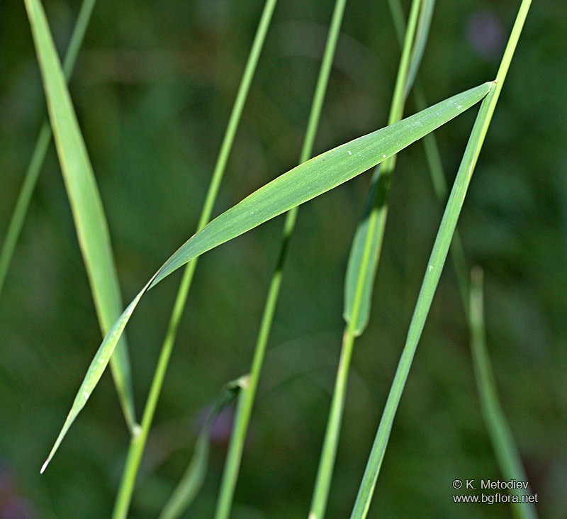 Phleum pratense