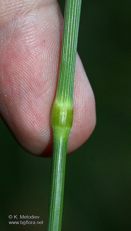 Phleum pratense