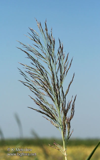 Phragmites australis