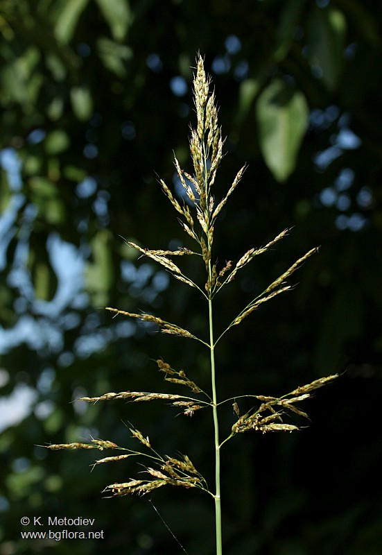 Sorghum halepense