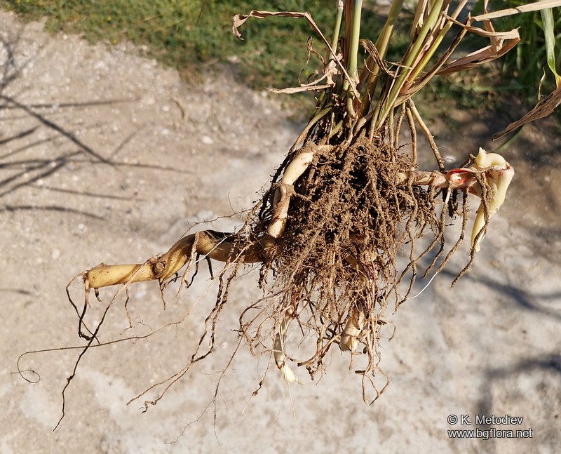 Sorghum halepense