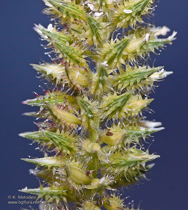 Tragus racemosus