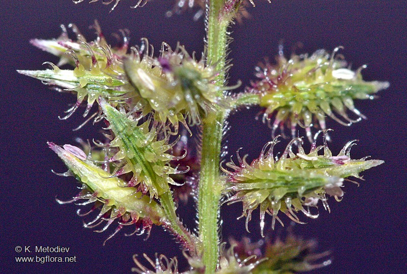 Tragus racemosus