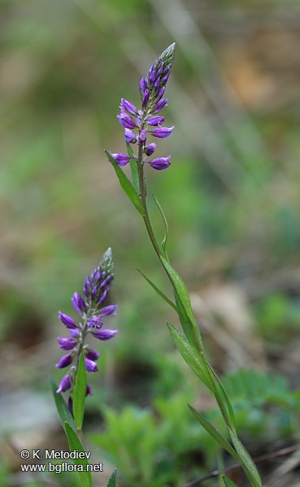 Polygala comosa