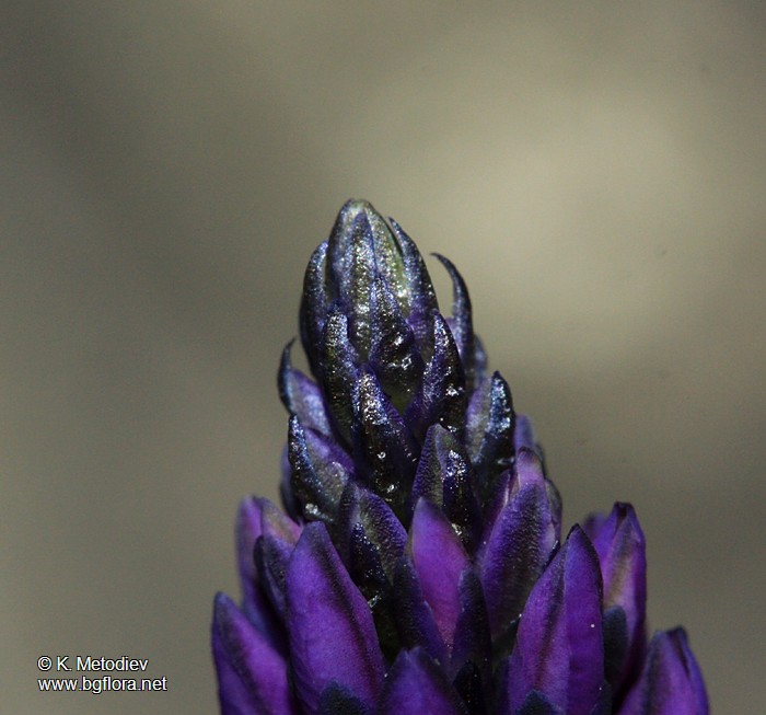 Polygala comosa