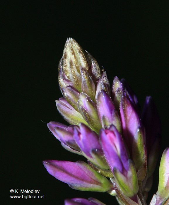 Polygala comosa