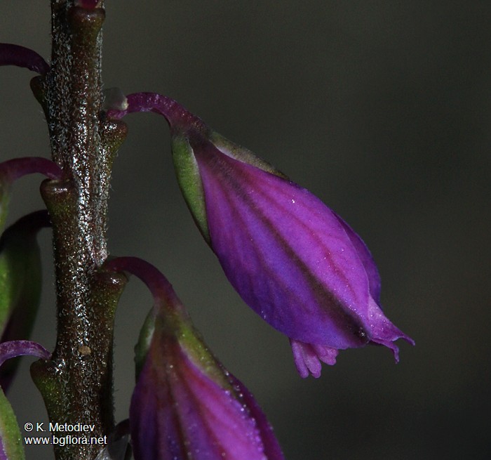 Polygala comosa