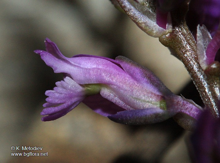 Polygala comosa