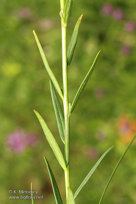 Polygala major