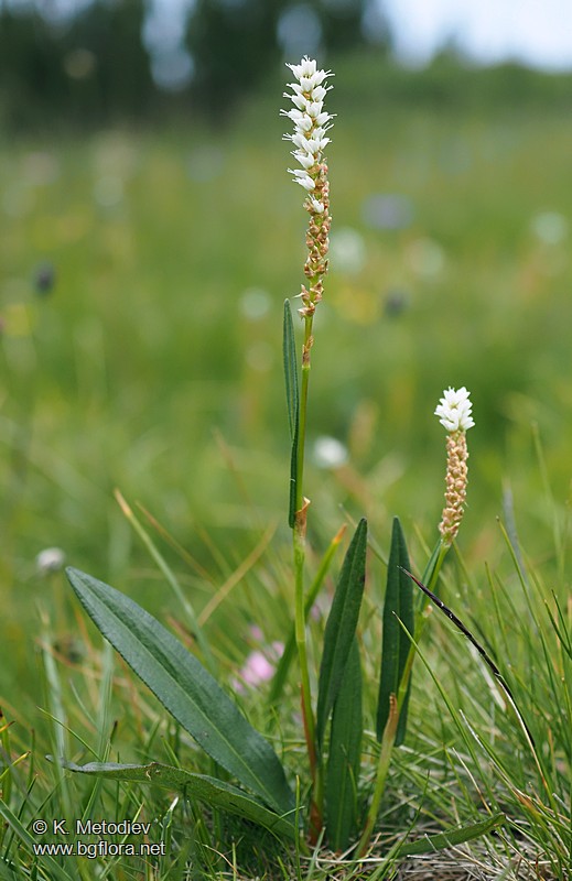 Bistorta vivipara