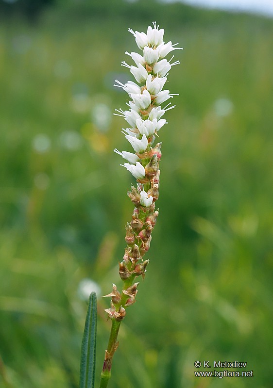 Bistorta vivipara