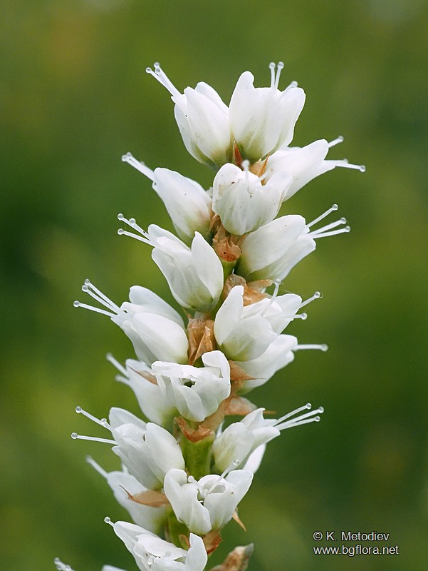 Bistorta vivipara
