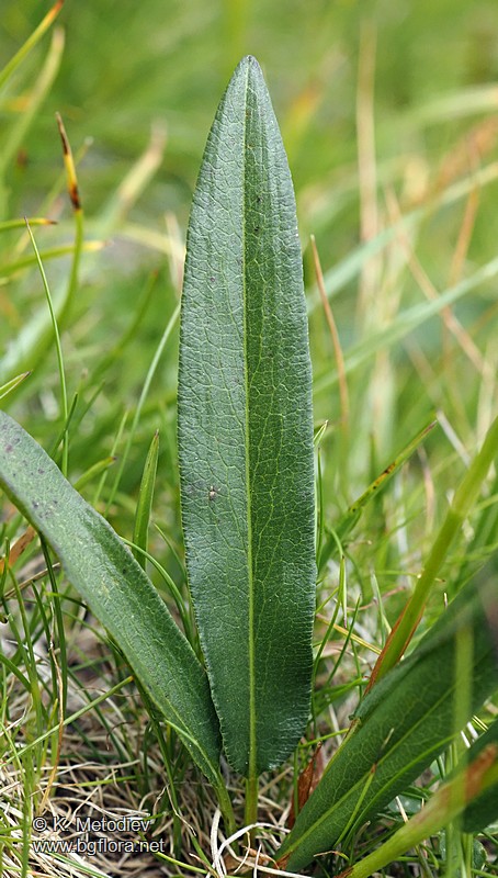 Bistorta vivipara