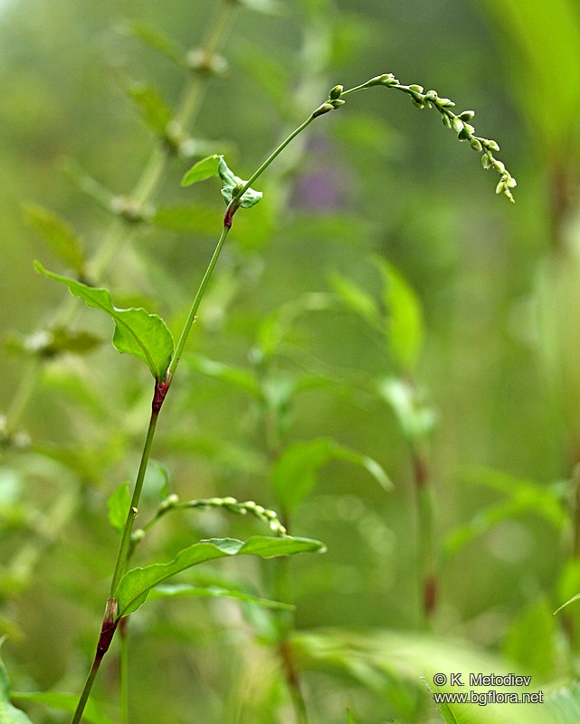 Persicaria hydropiper