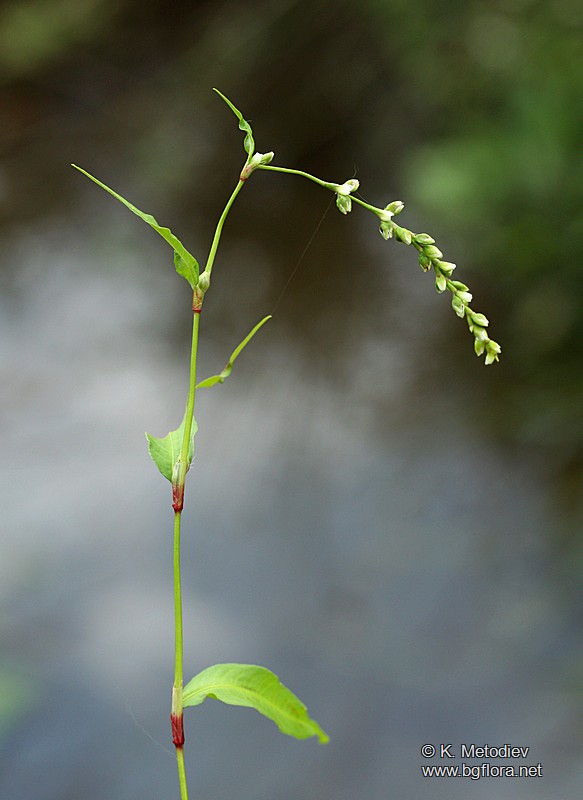 Persicaria hydropiper