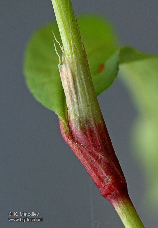 Persicaria hydropiper