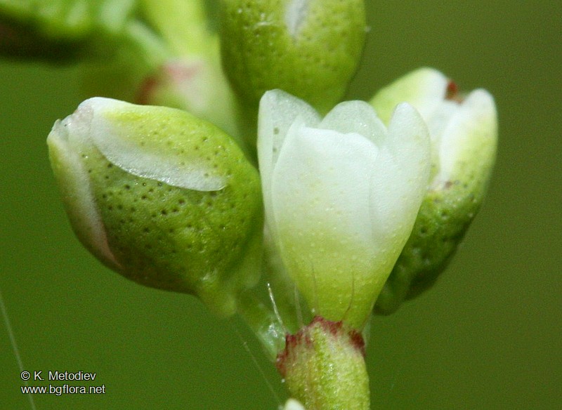 Persicaria hydropiper