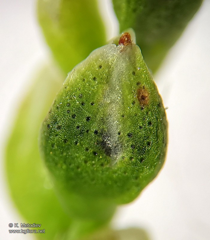 Persicaria hydropiper