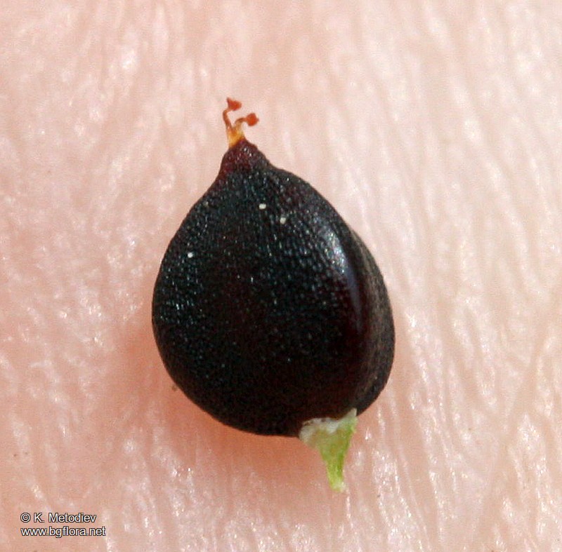 Persicaria hydropiper
