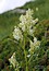 Polygonum alpinum
