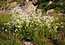 Polygonum alpinum