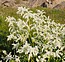 Polygonum alpinum