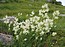 Polygonum alpinum