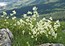 Polygonum alpinum