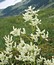 Polygonum alpinum