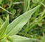 Polygonum alpinum