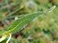 Polygonum alpinum