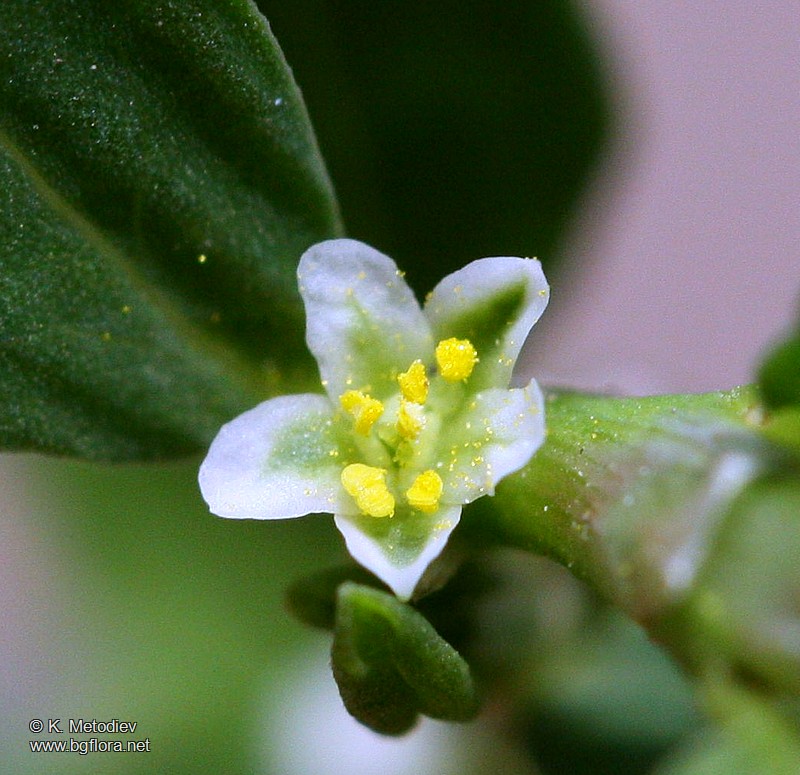 Polygonum arenastrum