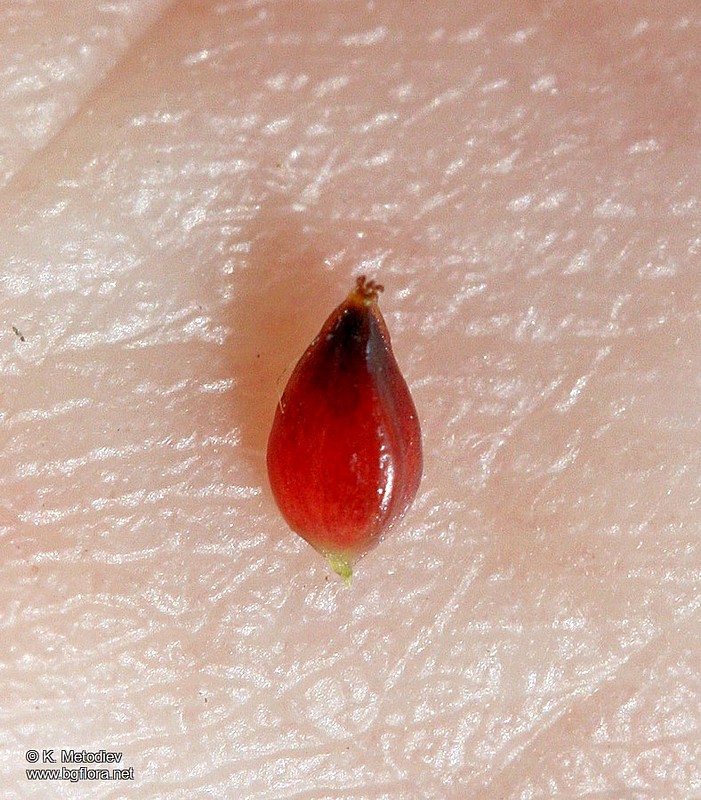 Polygonum arenastrum