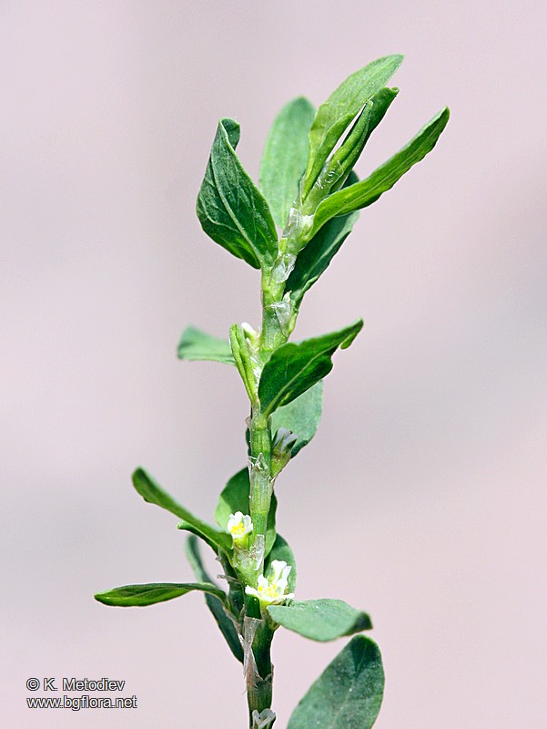 Polygonum arenastrum